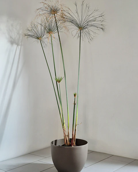 Cyperus papyrus (XL)