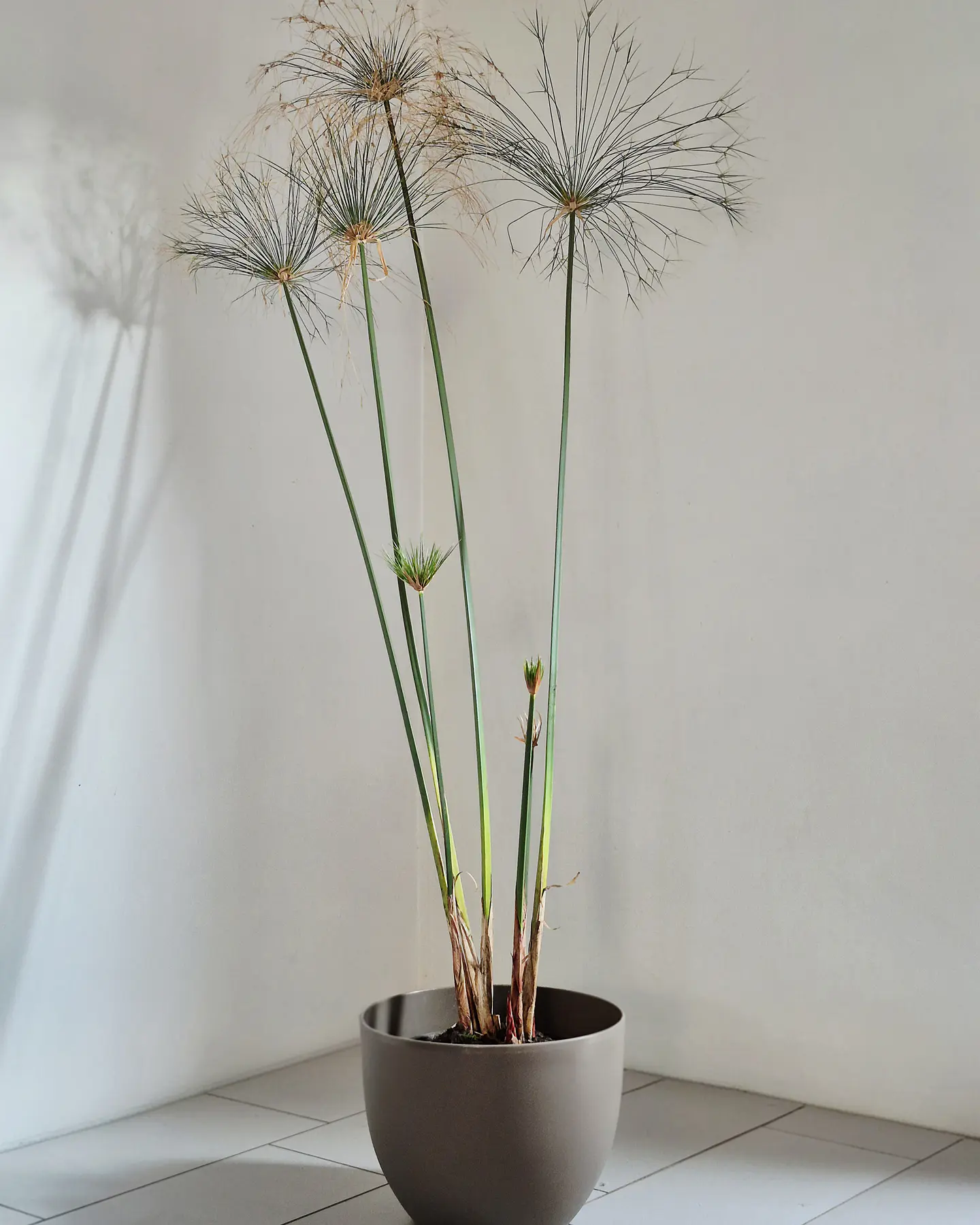 Cyperus papyrus (XL) 1