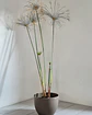 Cyperus papyrus (XL) - thumbnail 1