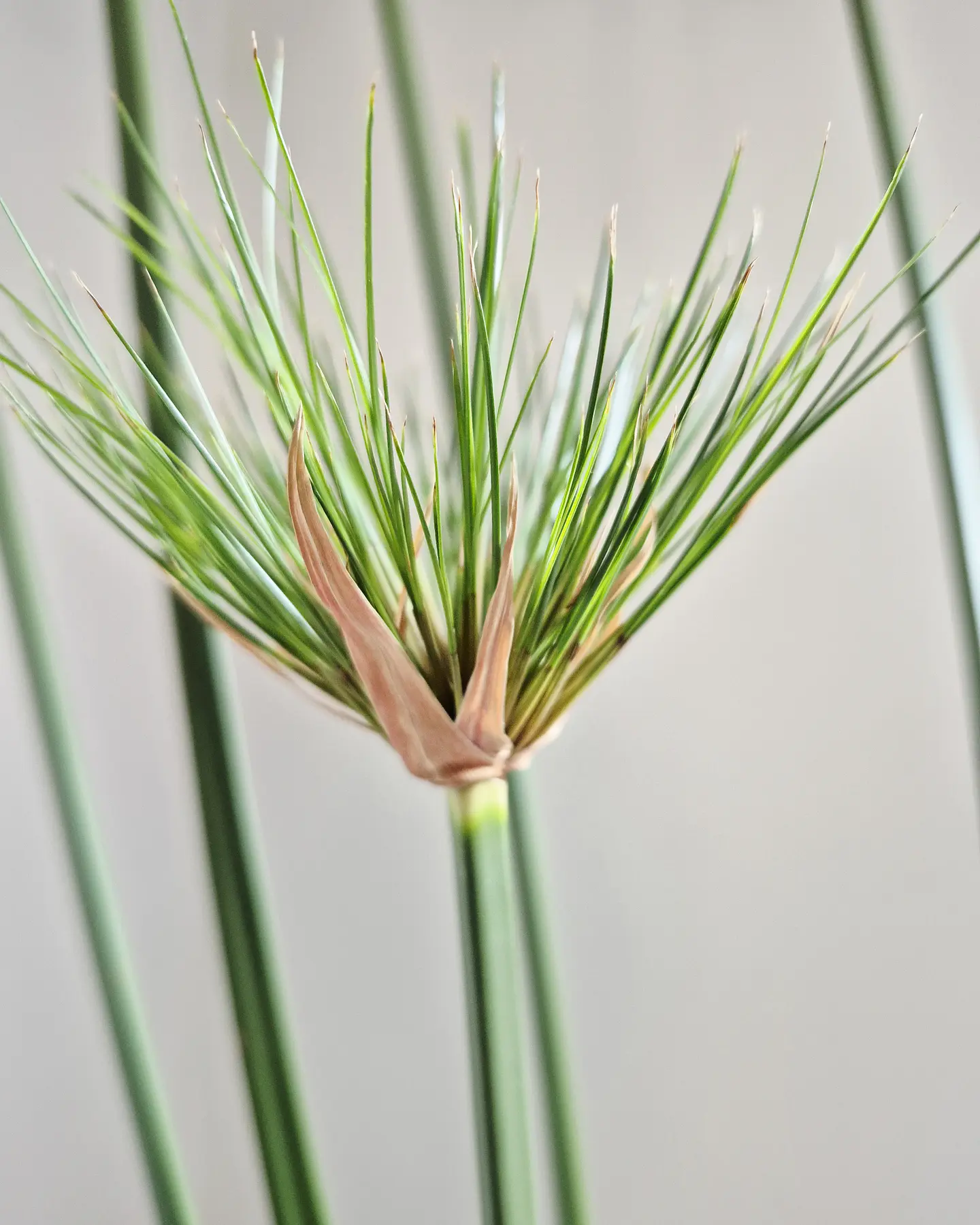 Cyperus papyrus (XL) 2