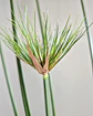 Cyperus papyrus (XL) - thumbnail 2