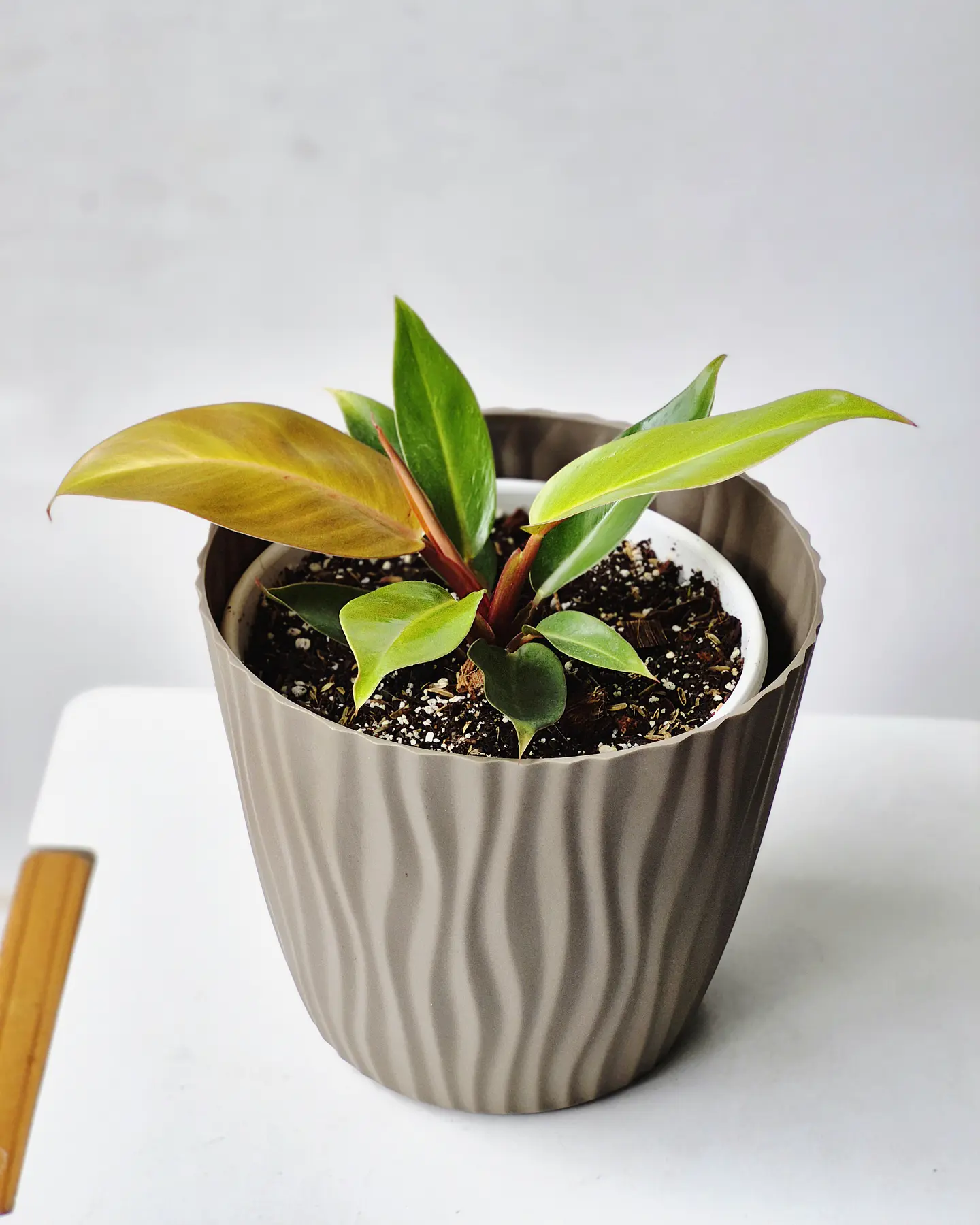 Philodendron 