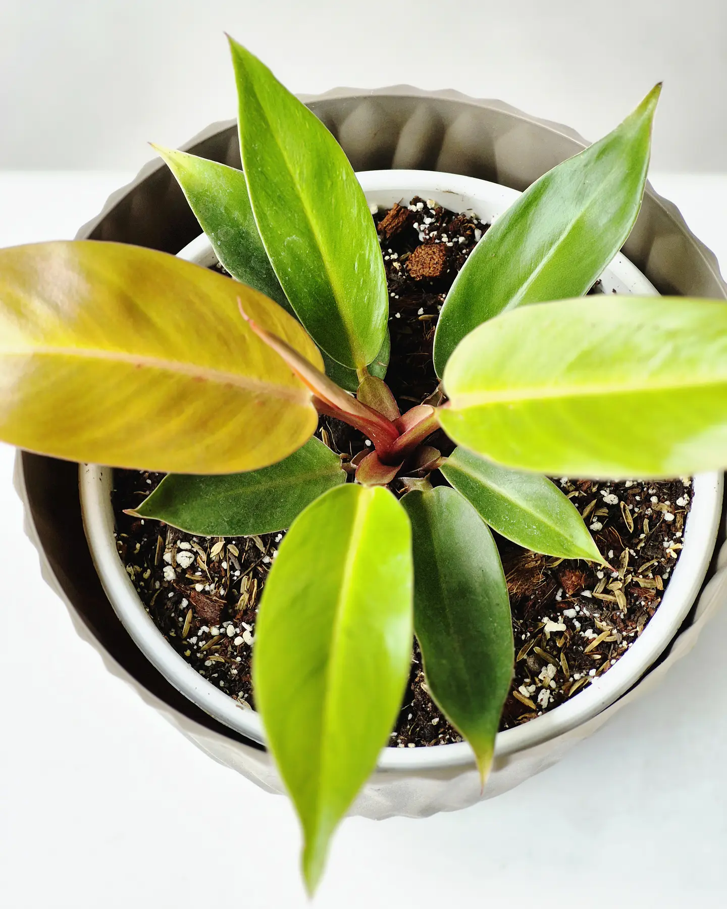 Philodendron 