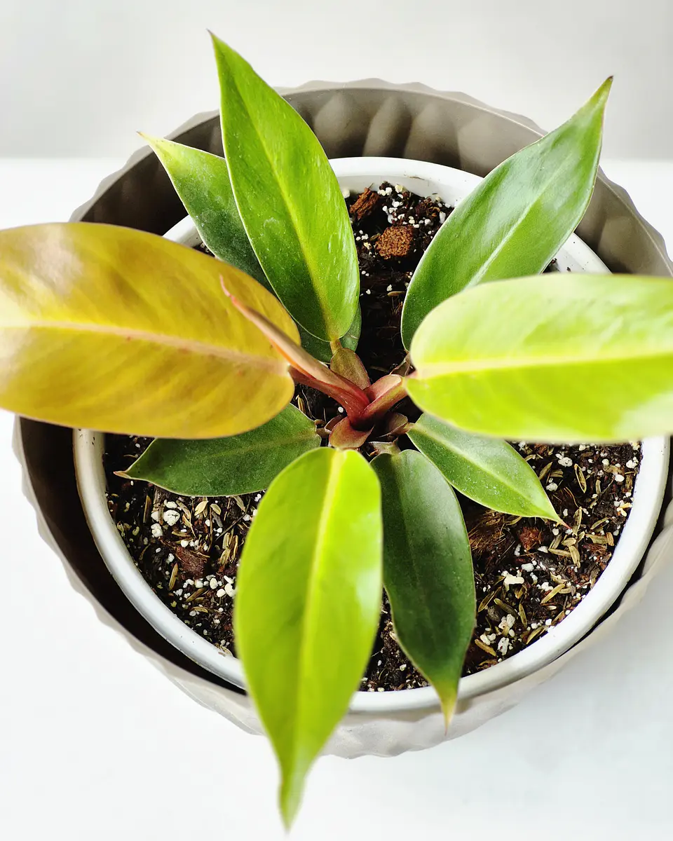 Philodendron 