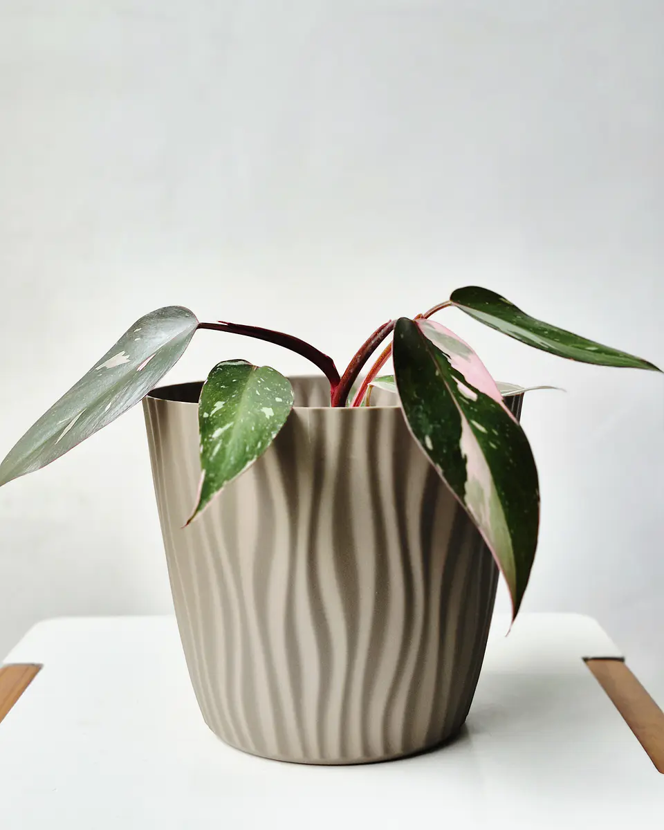 Philodendron Pink Princess (S) – Ejemplar Colección 🌿 1