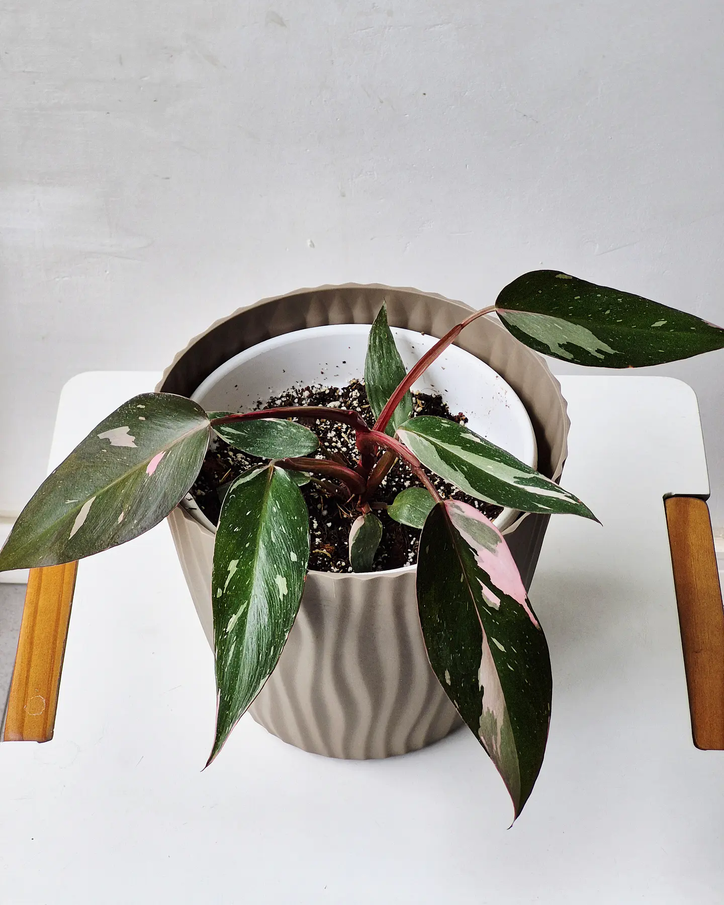 Philodendron Pink Princess (S) – Ejemplar Colección 🌿 2