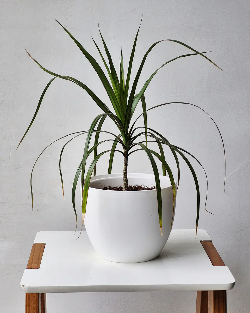 Dracaena marginata (S) 1