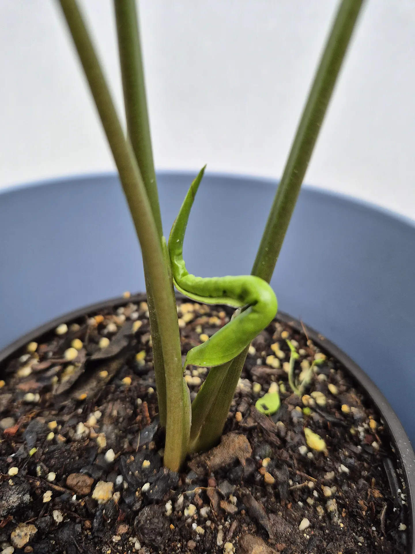 Syngonium Plateado (S) 5