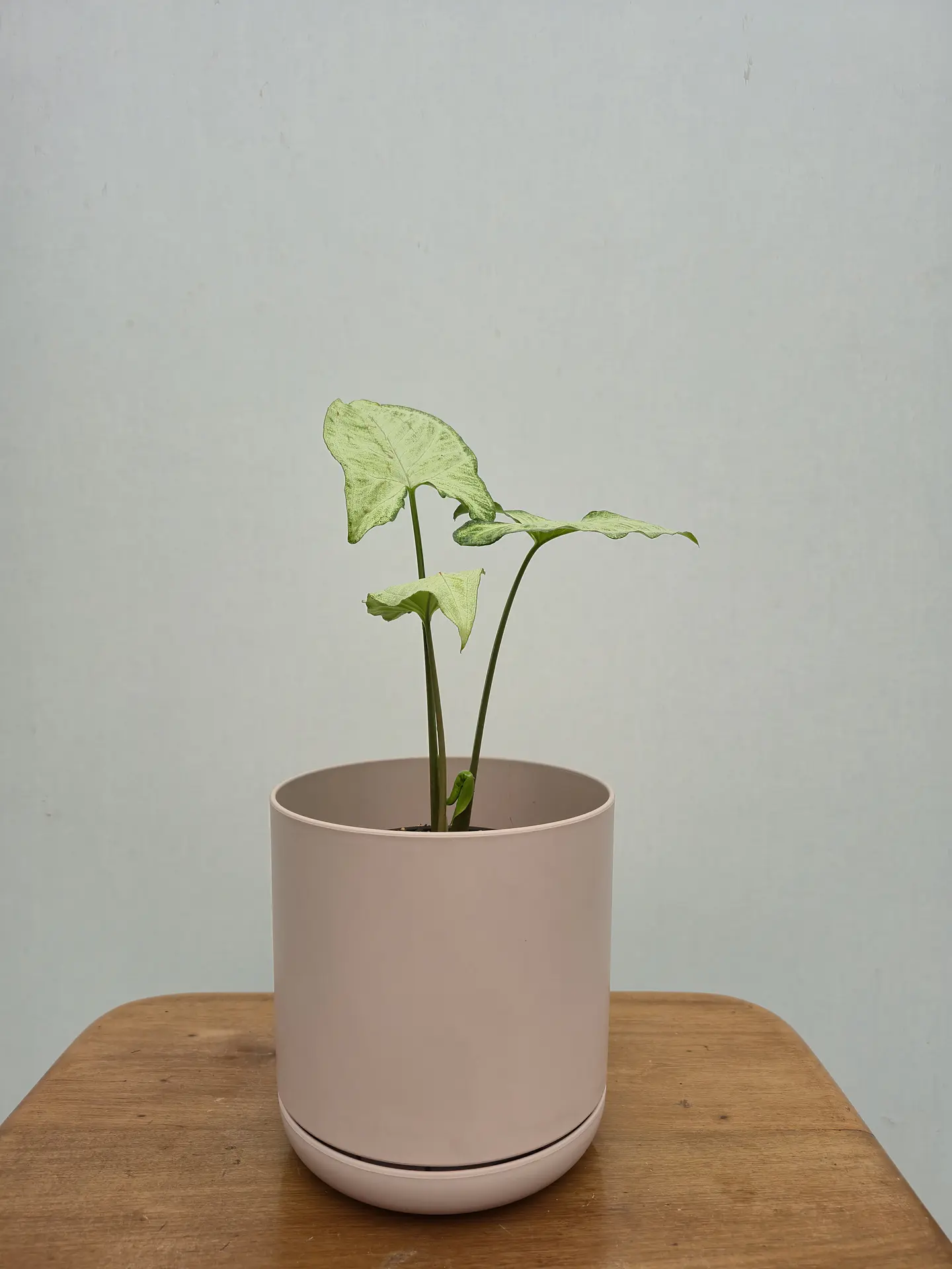 Syngonium Plateado (S) 2