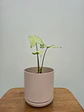 Syngonium Plateado (S) - thumbnail 2