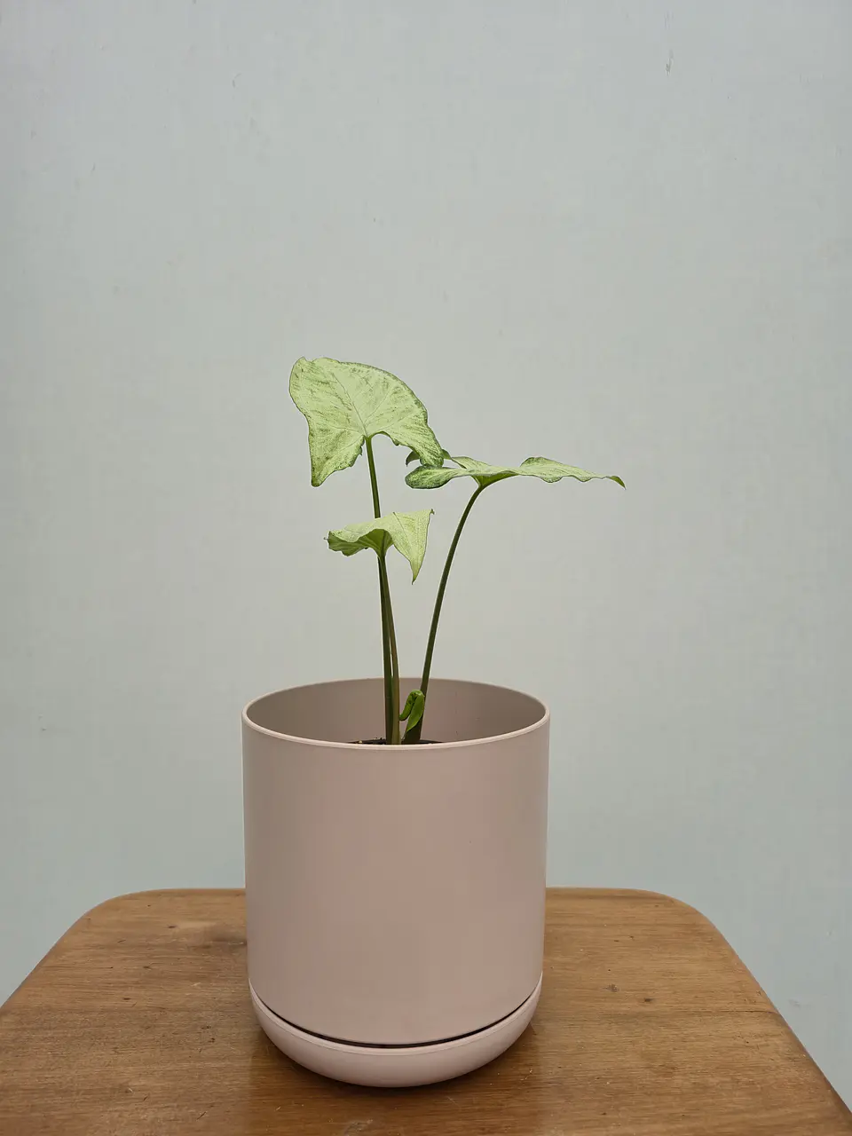 Syngonium Plateado (S) 2