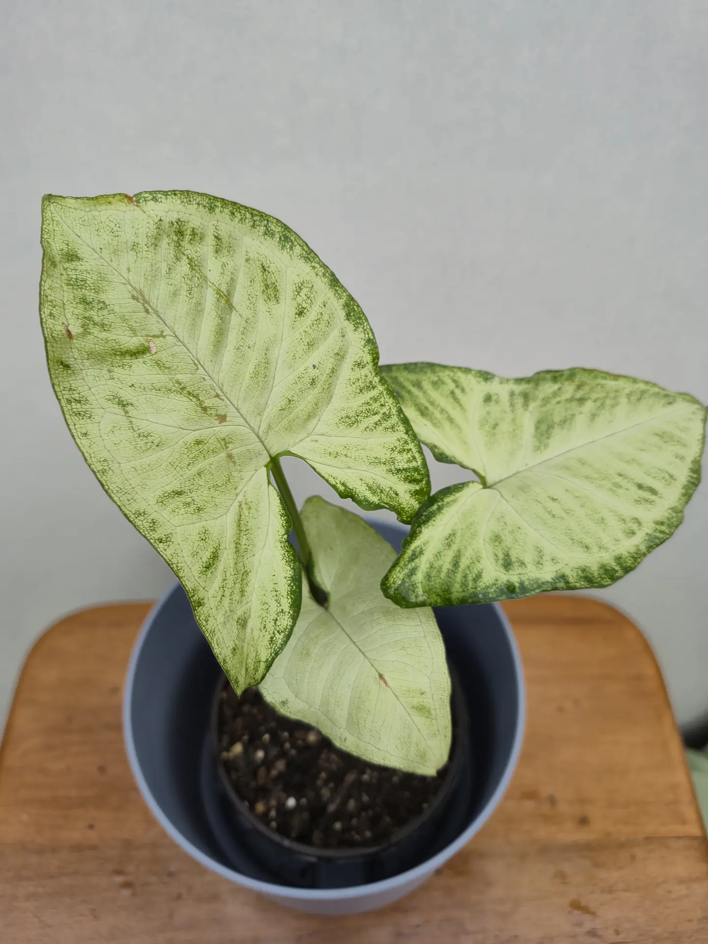 Syngonium Plateado (S) 4