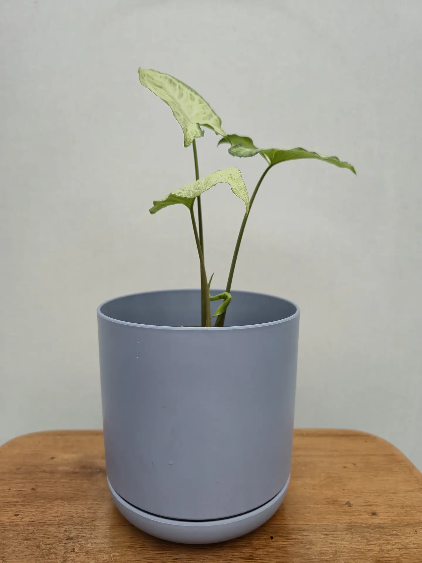 Syngonium Plateado (S) 3