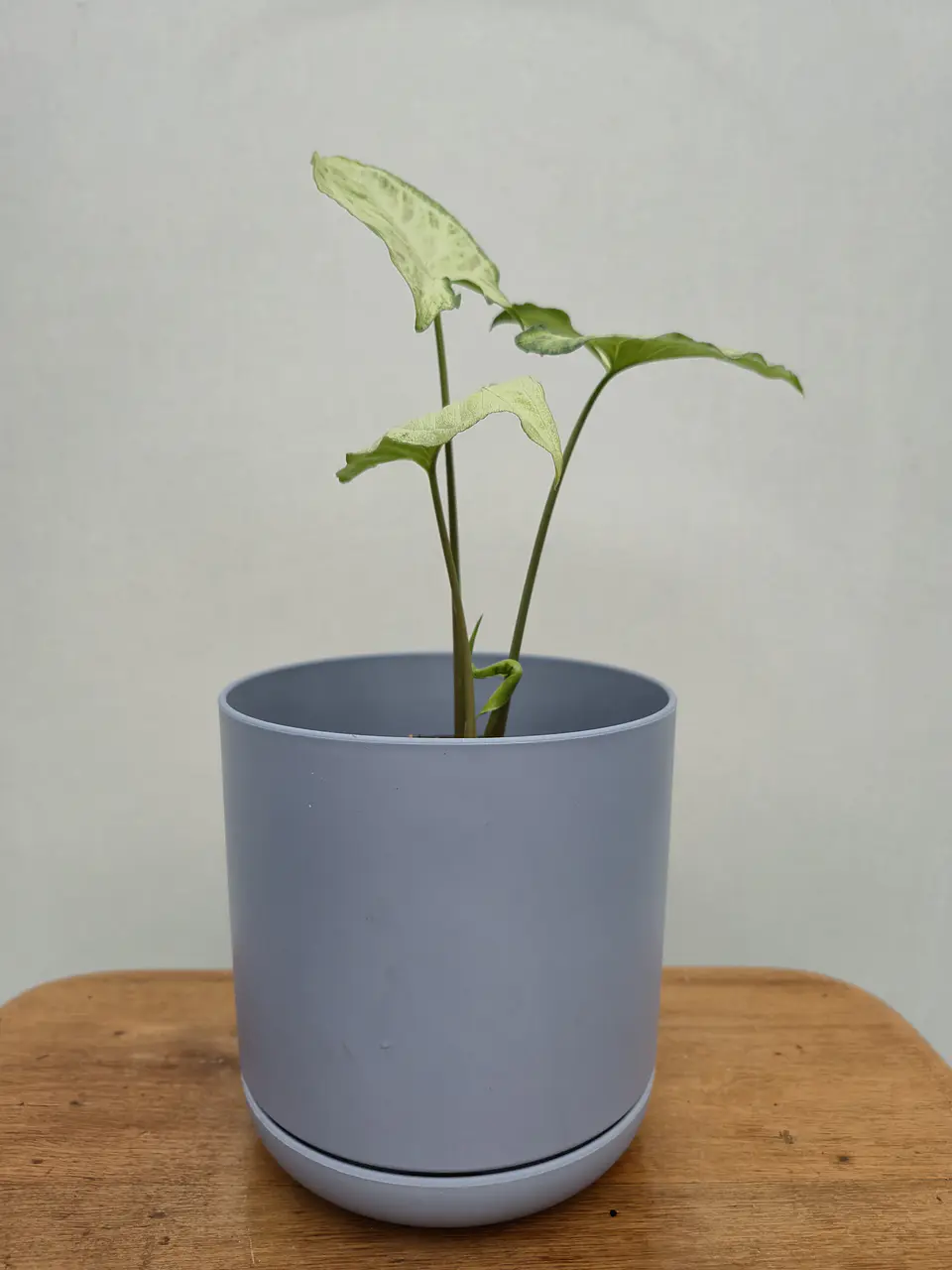 Syngonium Plateado (S) 3