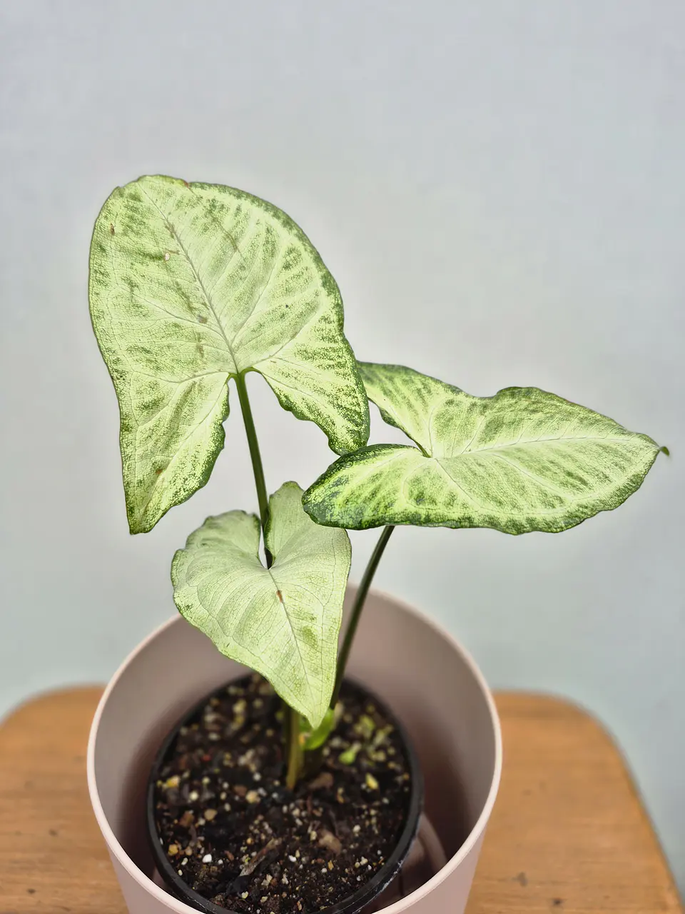 Syngonium Plateado (S) 1