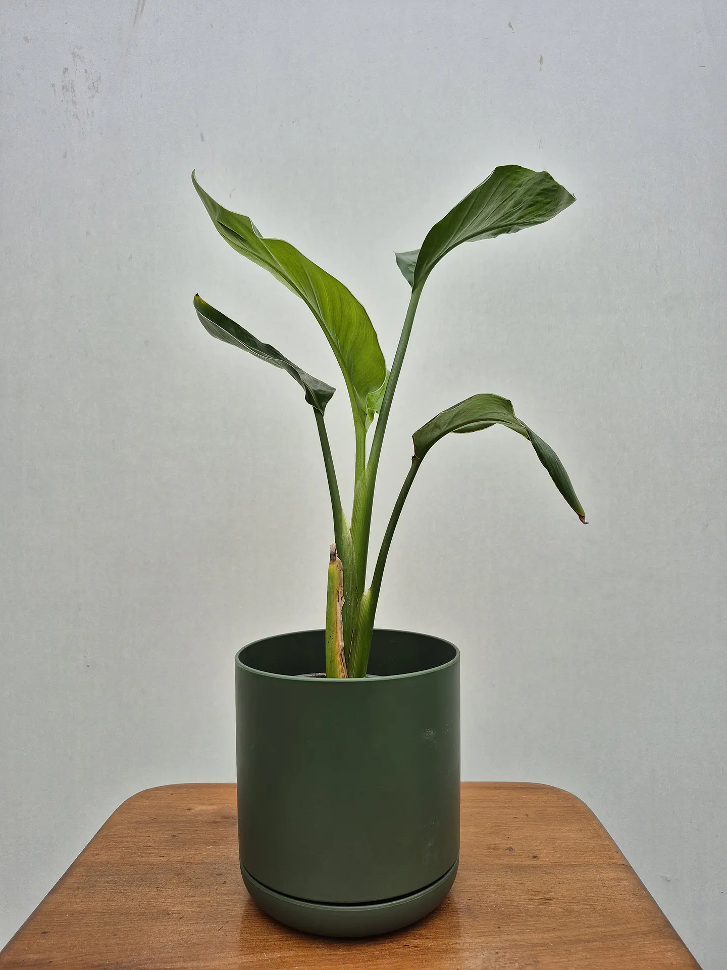 Strelitzia nicolai (M) 1