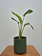 Strelitzia nicolai (M) - Miniatura 1