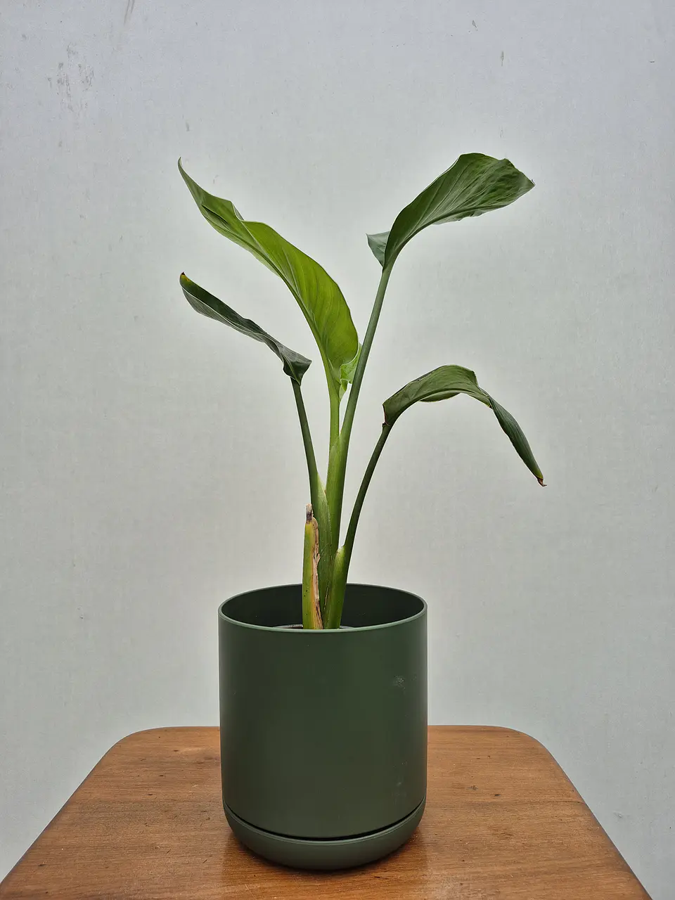 Strelitzia nicolai (M) 1