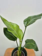 Strelitzia nicolai (M) - Miniatura 2