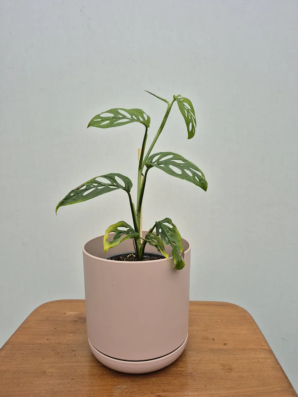 Monstera 'Esqueleto' (S) 1