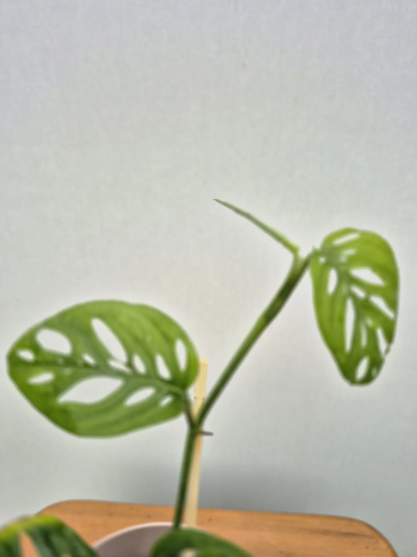Monstera 'Esqueleto' (S) 2