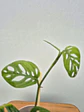 Monstera 'Esqueleto' (S) - thumbnail 2