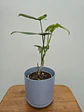Filodendro bipennifolium (S) - thumbnail 2