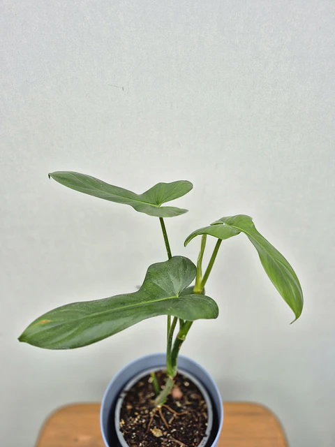 Filodendro bipennifolium (S)