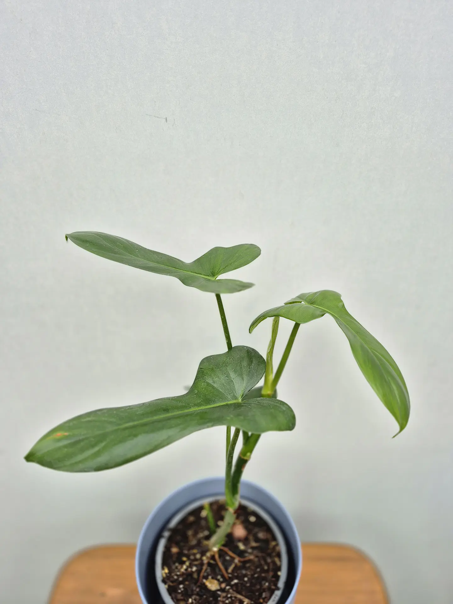 Filodendro bipennifolium (S) 1