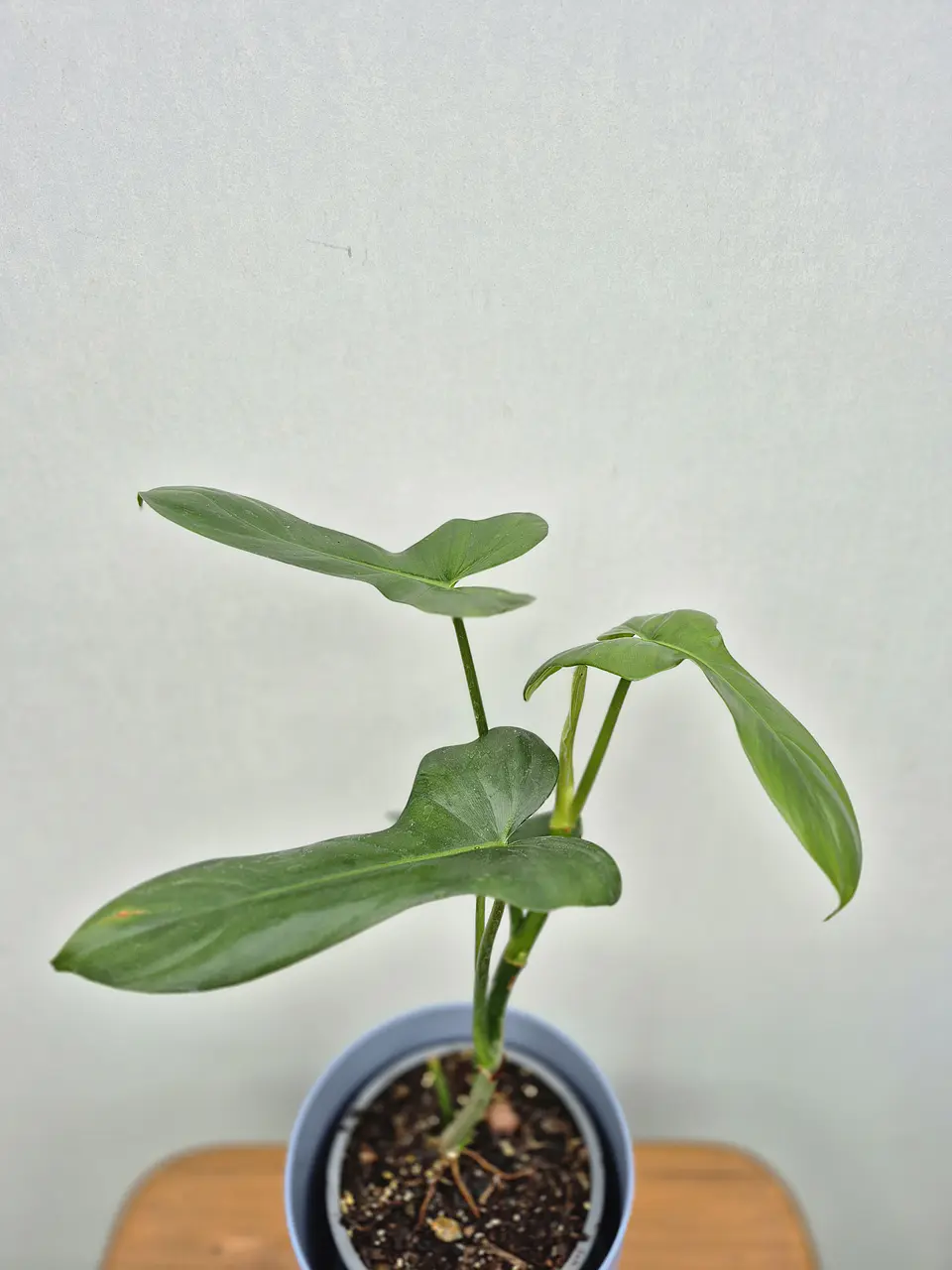 Filodendro bipennifolium (S) 1
