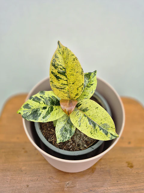 Gomero shivereana (S)