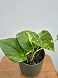 Pothus golden (S) - thumbnail 2