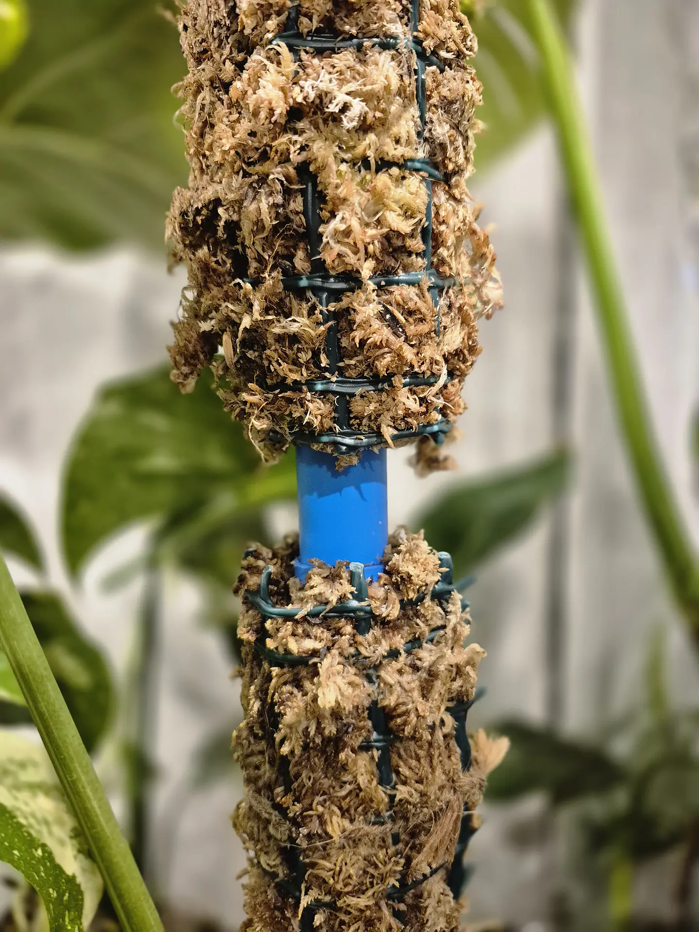 Tutor de Musgo Sphagnum con Riego por Goteo Integrado (Escalable 50 cm - 100 cm) 3