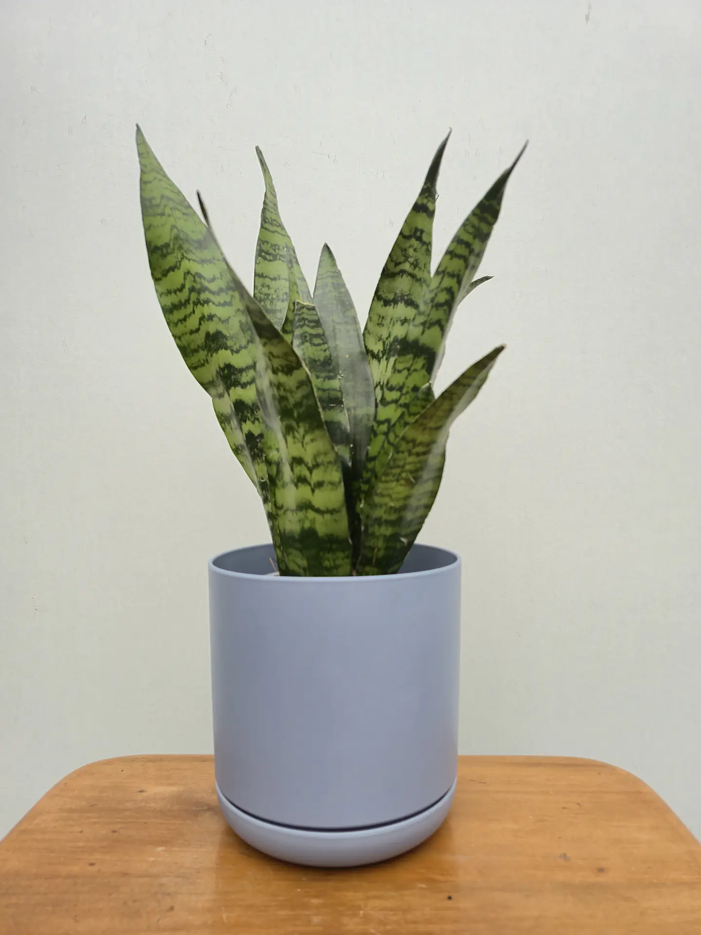 Sansevieria trifasciata 'Black Coral' 1