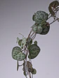 Ceropegia woodii (Rosario de Corazones) - Miniatura 2