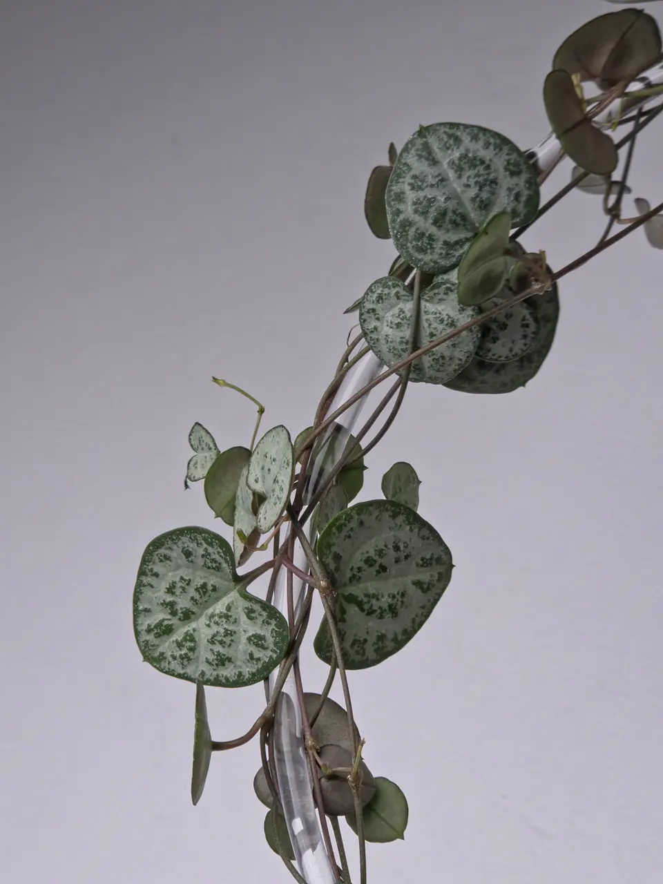 Ceropegia woodii (Rosario de Corazones) 2