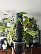 Columna Biofílica Ágora verde - Miniatura 2