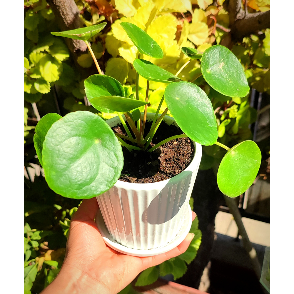 Pilea peperomioides en maceta cerámica