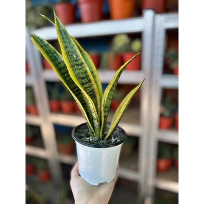 Lengua de suegra (Sansevieria)