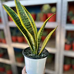 Lengua de suegra (Sansevieria)