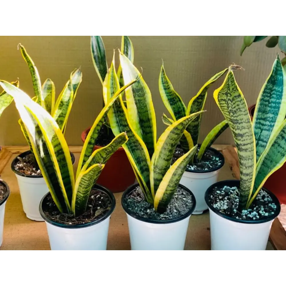 Lengua de suegra (Sansevieria)