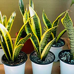 Lengua de suegra (Sansevieria)