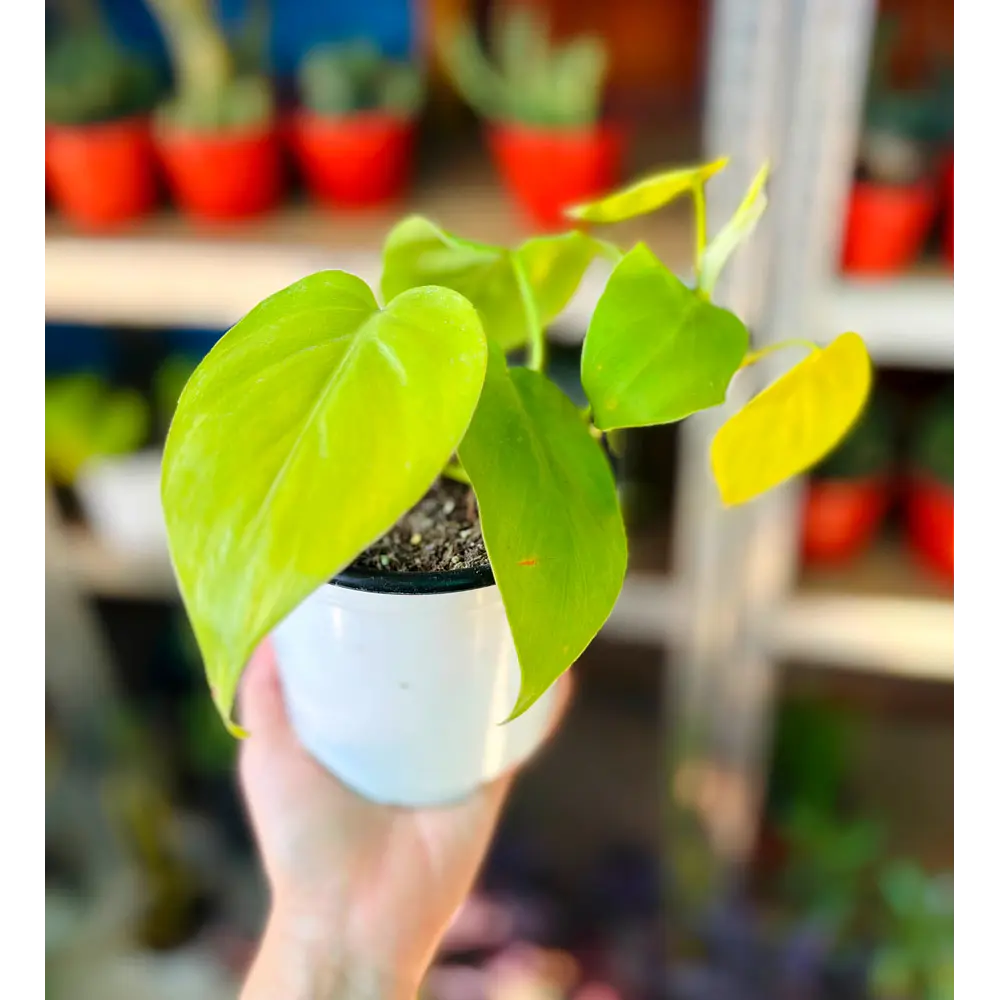 Pothos (Epipremnum aureum)