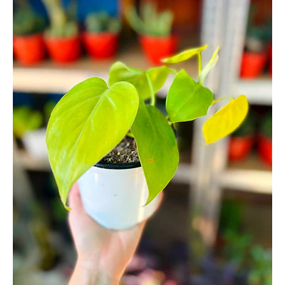 Pothos (Epipremnum aureum)