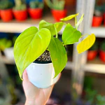 Pothos (Epipremnum aureum)