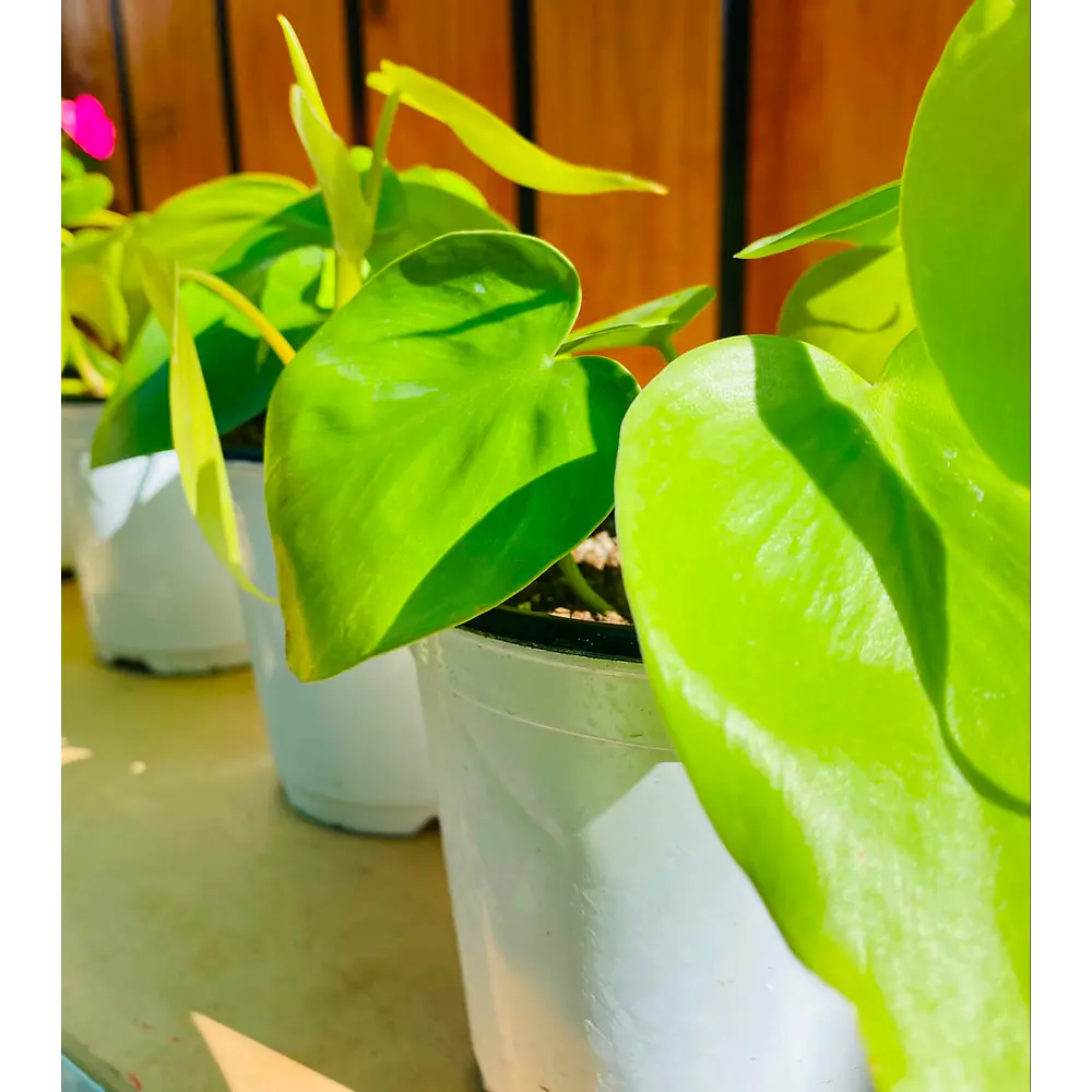 Pothos (Epipremnum aureum)
