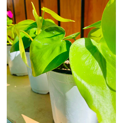 Pothos (Epipremnum aureum)
