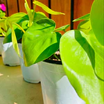 Pothos (Epipremnum aureum)