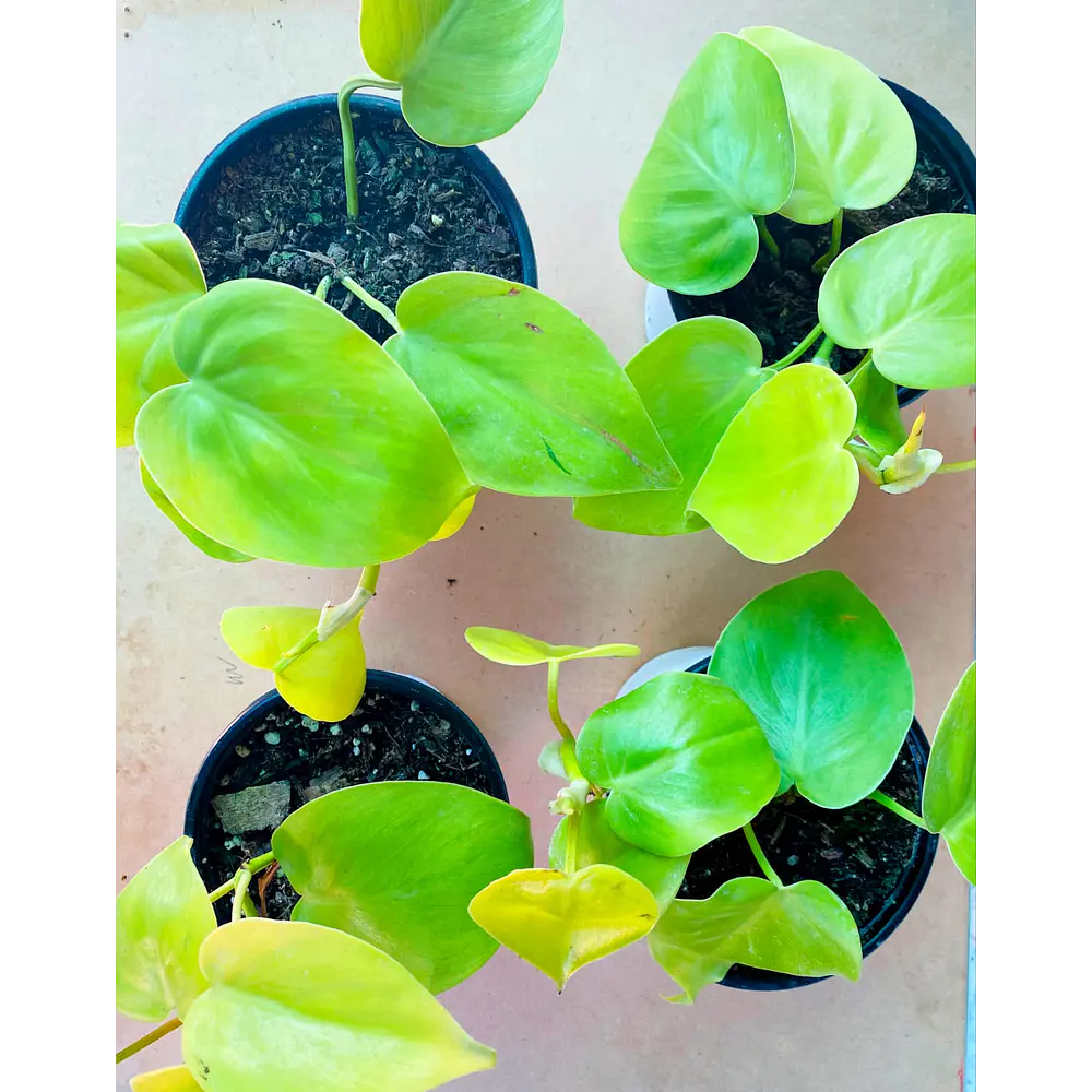 Pothos (Epipremnum aureum)