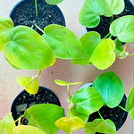 Pothos (Epipremnum aureum)